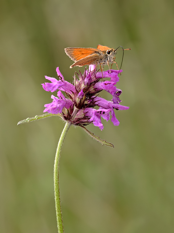 Small Skipper 2